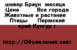 шевер Браун 2месяца › Цена ­ 200 - Все города Животные и растения » Птицы   . Пермский край,Кунгур г.